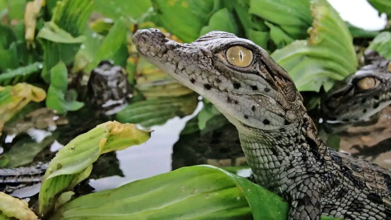 Battle of the Swamp Dragons