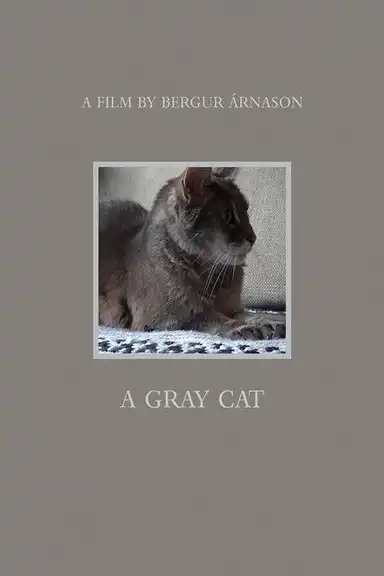A gray cat