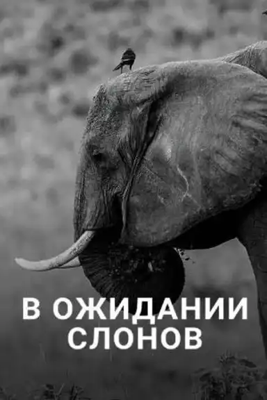 En attendant les éléphants