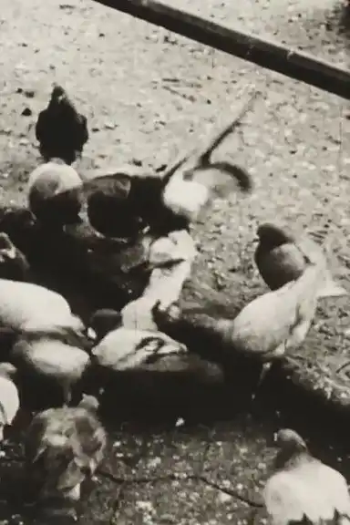 The Aviary (Short Sound Version)