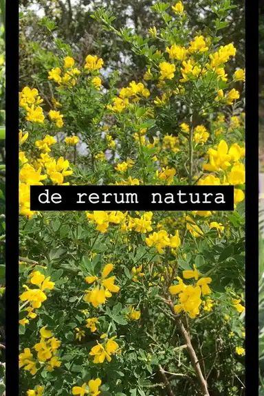 de rerum natura